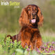 Book cover of: Irish Setter Calendar 2026  Square Dog Breed Wall Calendar - 16 Month