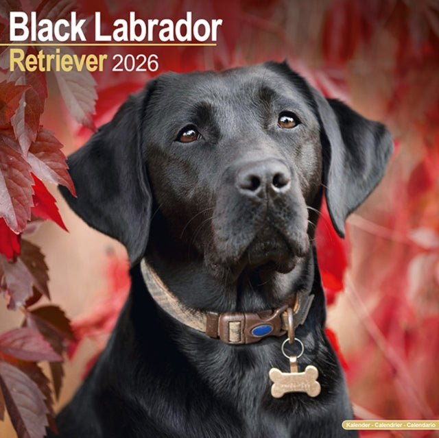 Book cover of: Black Labrador Retriever Calendar 2026  Square Dog Breed Wall Calendar - 16 Month