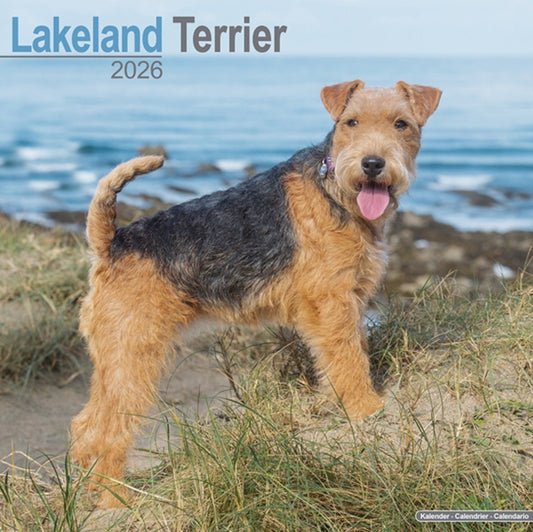 Book cover of: Lakeland Terrier Calendar 2026  Square Dog Breed Wall Calendar - 16 Month