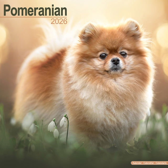Book cover of: Pomeranian Calendar 2026  Square Dog Breed Wall Calendar - 16 Month