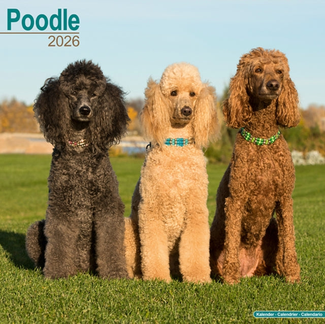Book cover of: Poodle Calendar 2026  Square Dog Breed Wall Calendar - 16 Month