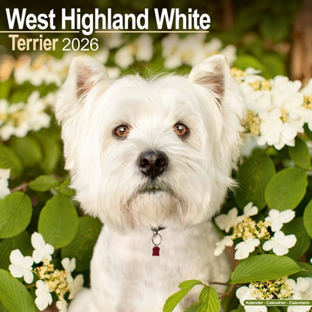 Book cover of: West Highland White Terrier Calendar 2026  Square Dog Breed Wall Calendar - 16 Month