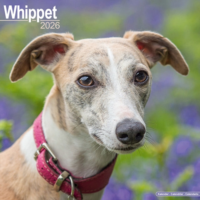 Book cover of: Whippet Calendar 2026  Square Dog Breed Wall Calendar - 16 Month
