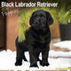 Book cover of: Black Labrador Puppies Calendar 2026  Square Dog Puppy Breed Wall Calendar - 16 Month
