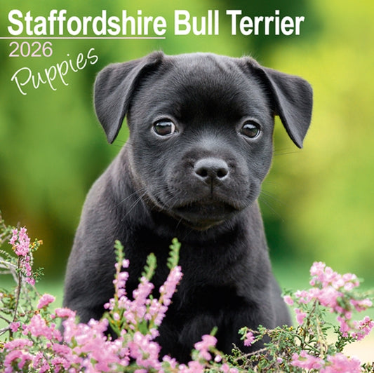 Book cover of: Staffordshire Bull Terrier Puppies Calendar 2026  Square Dog Puppy Breed Wall Calendar - 16 Month