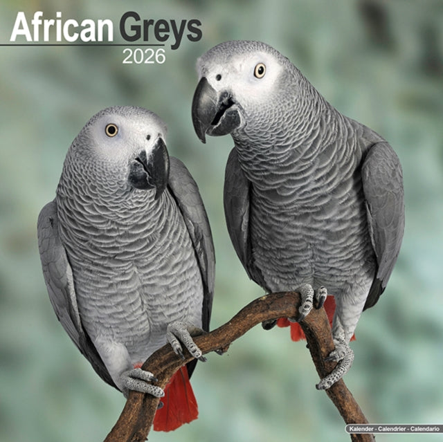 Book cover of: African Greys Calendar 2026  Square Bird Wall Calendar - 16 Month