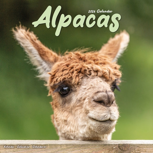 Book cover of: Alpacas Calendar 2026  Square Animal Wall Calendar - 16 Month