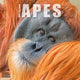 Book cover of: Apes Calendar 2026  Square Animal Wall Calendar - 16 Month