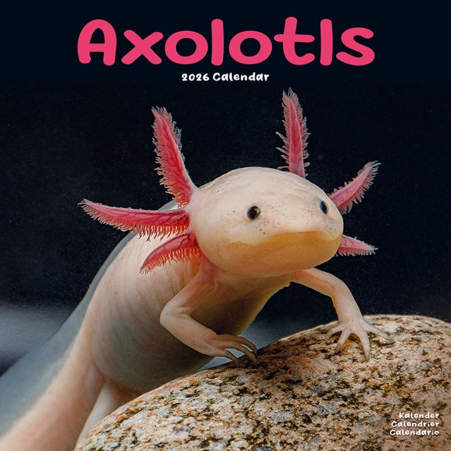 Book cover of: Axolotls Calendar 2026  Square Animal Wall Calendar - 16 Month