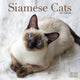 Book cover of: Cats - Siamese Calendar 2026  Square Cat Wall Calendar - 16 Month