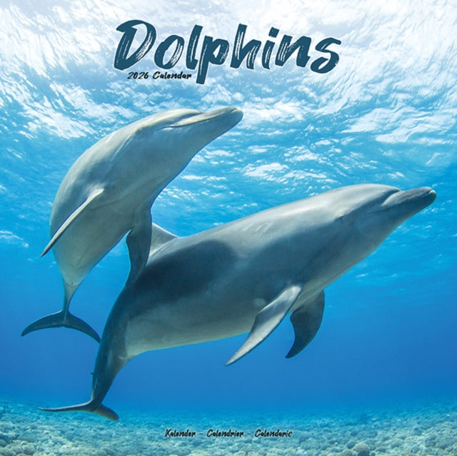 Book cover of: Dolphins Calendar 2026  Square Animal Wall Calendar - 16 Month