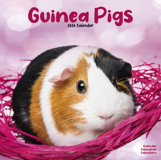 Book cover of: Guinea Pigs Calendar 2026  Square Animal Wall Calendar - 16 Month