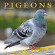 Book cover of: Pigeons Calendar 2026  Square Birds Wall Calendar - 16 Month