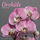 Book cover of: Orchids Calendar 2026  Square Flowers Wall Calendar - 16 Month