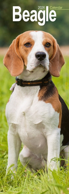 Book cover of: Beagle Slim 2026 Wall Calendar Calendar 2024  Dog Breed Slimline Calendar - 12 Month