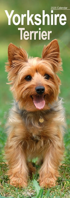 Book cover of: Yorkshire Terrier Slim Calendar 2026  Dog Breed Slimline Calendar - 12 Month