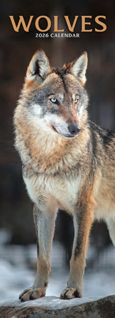 Book cover of: Wolves Slim Calendar 2026  Slimline Calendar - 12 Month