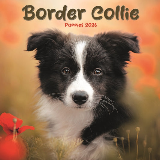 Book cover of: Border Collie Puppies Square Mini Calend