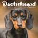 Book cover of: Dachshund Puppies Square Mini Calendar 2