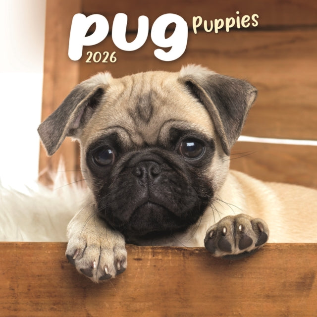 Book cover of: Pug Puppies Square Mini Calendar 2026