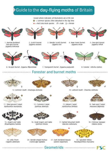 Book cover of: Guide to the Day-Flying Moths of Britain