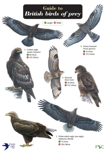 Book cover of: Guide to British Birds of Prey