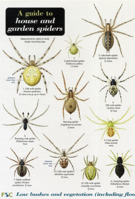 Book cover of: Guide to House and Garden Spiders. By: Richard Lewington