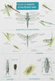 Book cover of: Guide to Insects of the British Isles