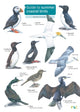 Book cover of: Guide to Summer Coastal Birds