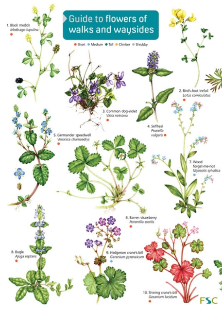 Book cover of: Guide to flowers of walks and waysides