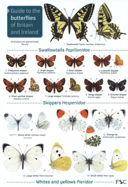 Guide to the butterflies of Britain and Ireland 9781908819451 John Bebbington