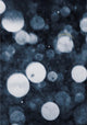 Book cover of: Shimmers