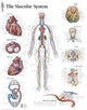 Book cover of: Vascular System Laminated Poster. By: Scientific Publishing