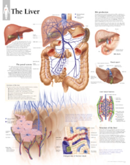 Book cover of: Liver Laminated Poster