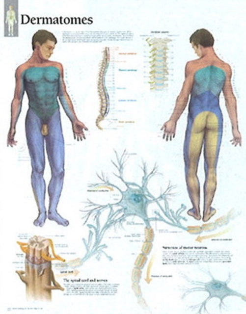 Book cover of: Dermatones Laminated Poster. By: Scientific Publishing