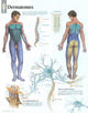 Book cover of: Dermatones Laminated Poster. By: Scientific Publishing