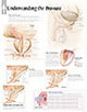 Book cover of: Understanding the Prostate Paper Poster. By: Scientific Publishing