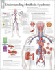 Book cover of: Understanding Metabolic Syndrome Laminated Poster