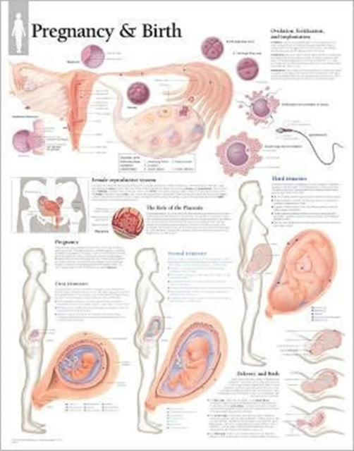 Book cover of: Pregnancy & Birth Laminated Poster. By: Scientific Publishing