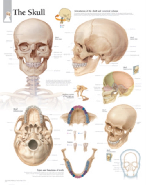 Book cover of: Skull Paper Poster. By: Scientific Publishing