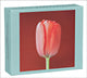 Book cover of: Mapplethorpe Flowers QuickNotes. By: The Robert Mapplethorpe Foundation