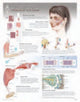 Book cover of: Muscle Action Laminated Poster