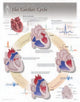 Book cover of: Cardiac Cycle Laminated Poster