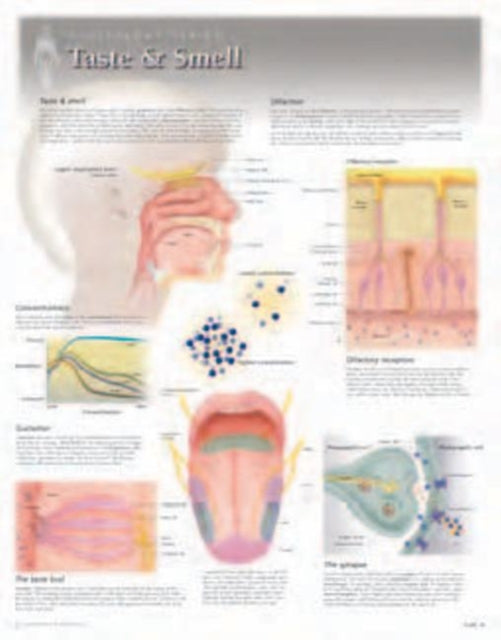 Book cover of: Taste & Smell Laminated Poster