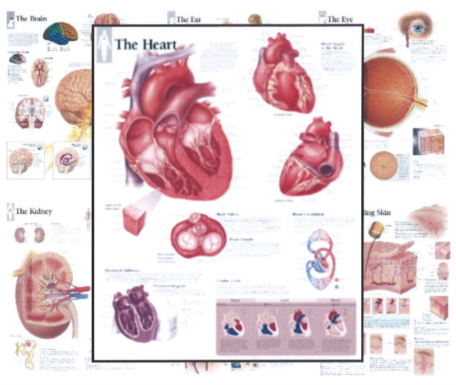 Book cover of: Body Organ Wall Chart Set