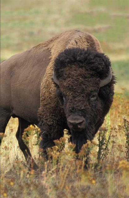Book cover of: Bison Blank Journal