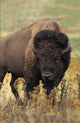 Book cover of: Bison Blank Journal
