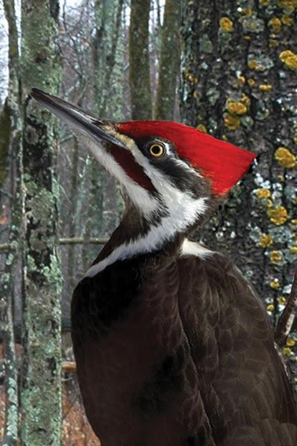 Book cover of: Pileated Woodpecker Blank Journal. By: David Brislance