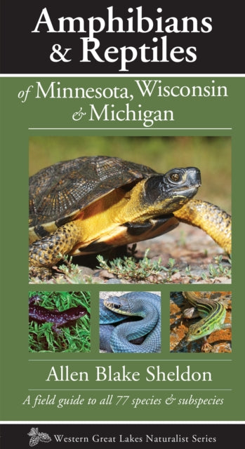 Book cover of: Amphibians & Reptiles of Minnesota, Wisconsin & Michigan. By: Allen Blake Sheldon