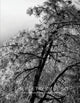 Book cover of: Poetry of Being. By: Lynne Buchanan